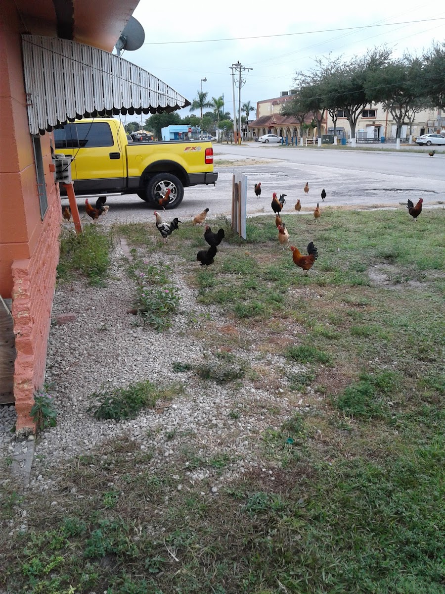 Raynor's Seafood Restaurant